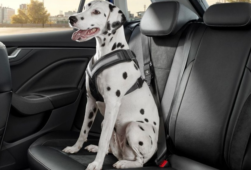 Original Skoda Hundeschutzgurt Größe L - größere Hunde