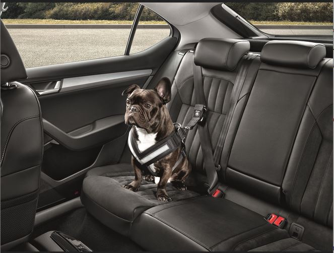 Original Skoda Hundeschutzgurt Größe M - mittelgroße Hunde