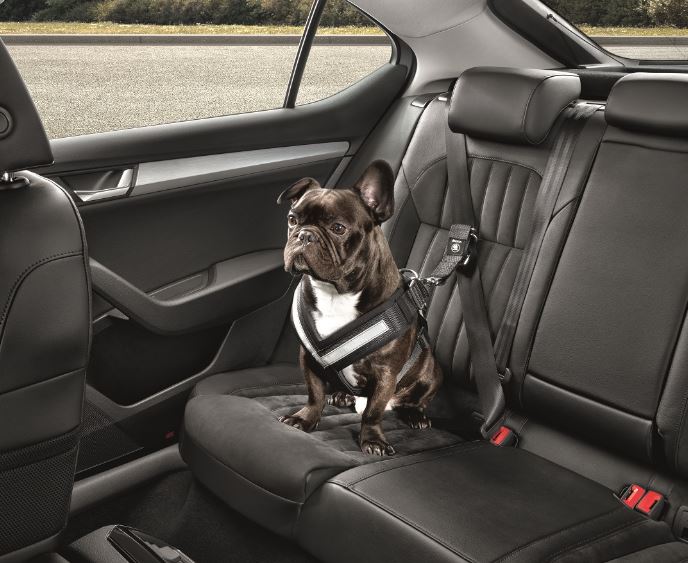 Original Skoda Hundeschutzgurt Größe S - kleine Hunde