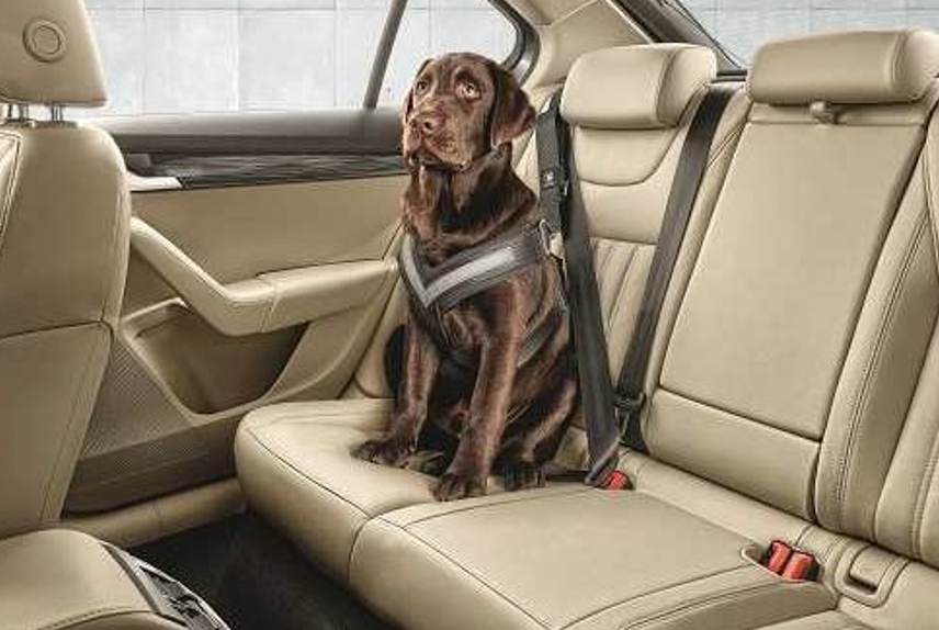 Original Skoda Hundeschutzgurt Größe XL - große Hunde